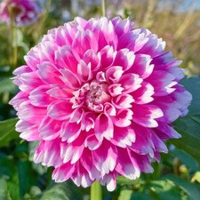 Dahlia kind summer for sale  UK