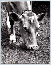 Calf grazing black for sale  Marine City