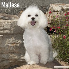 Calendrier 2017 bichon d'occasion  Troyes