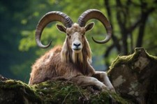 Wandbild großer europäischer gebraucht kaufen Wandbild großer europäischer gebraucht kaufen  Borsdorf