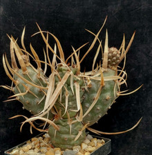 Cactus spinato carta usato  Spedire a Italy