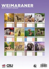 Weimaraner dog 2026 for sale  LONDON