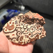 Rare hornitos poppy for sale  Ceres