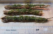 Weeping moss colla for sale  CREDITON