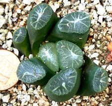 Succulent plant haworthia for sale  San Jose