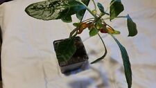 Impatiens niamniamensis parrot for sale  BRADFORD