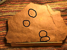 Lizard tracks footprints for sale  Brooklyn