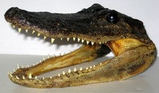 Taxidermy genuine alligator for sale  Louisville
