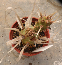 tephrocactus d'occasion tephrocactus d'occasion Prades