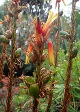 Aloe cryptopoda hidden for sale  San Francisco