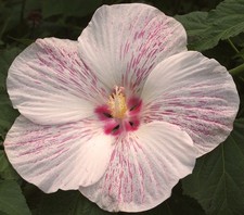 Peppermint flare hardy for sale  Waterloo