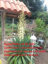 Yucca recurvifolia winterharte gebraucht kaufen  Mönchengladbach