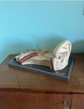 Anatomia anatomy model usato  Torino