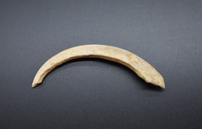 Medieval boar tusk for sale  DIDCOT
