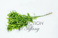 Fresh ruscus isreali for sale  San Jose