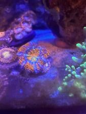 Rainbow acan lord for sale  LONDON