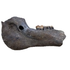 Tapir jaw teeth for sale  Lincoln City