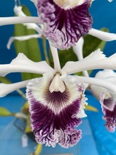 Cattleya crispa vinicolor for sale  Daly City
