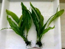 Bunde javafarn microsorum gebraucht kaufen  Wuppertal