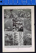 Poisonous plants field for sale  Enterprise