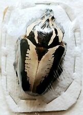 Goliathus regius hybrid for sale  SLEAFORD
