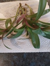 Bew ableger tradescantia gebraucht kaufen  Beeskow