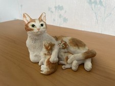 Beautiful leonardo cat for sale  MATLOCK