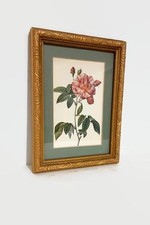 Botanical rose print for sale  Newberry