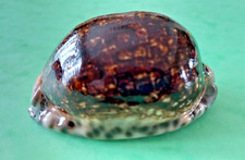 Cypraea arabica niger d'occasion  Fréhel