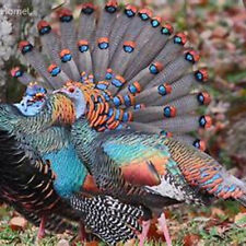 Ocellated turkey tail for sale  Oakville