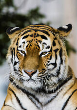 Tiger head canvas for sale  SPALDING