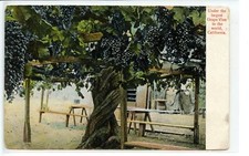California giant grape for sale  Thousand Oaks