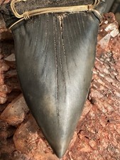 Giant 2.93 carcharadon for sale  Ripley
