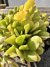 propagation for sale propagation for sale COWBRIDGE