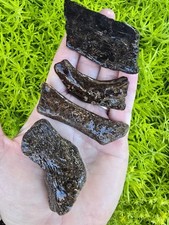 Mosasaur cretaceous turtle for sale  Frisco