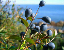 Myrtus communis mirto usato  Torino