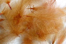 Plumes cul canard d'occasion Plumes cul canard d'occasion  Clermont-Ferrand-