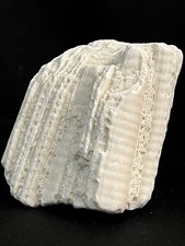 Fossile corail pierre d'occasion  Grenoble-