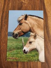 Pferdepostkarte groh fjordpfer gebraucht kaufen  Borna