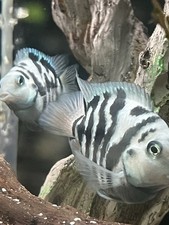 Juvenile polar blue for sale  Tyngsboro
