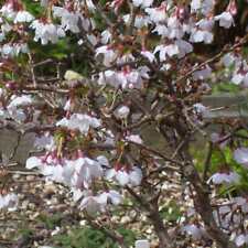 Prunus kojo mai for sale  SOUTHAMPTON