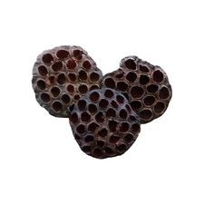 Shrimp botanicals dried for sale  SHEFFIELD