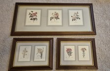 framed botanical prints for sale framed botanical prints for sale NEW MALDEN
