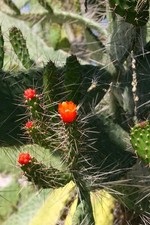 Red prickly pear for sale  Opa Locka