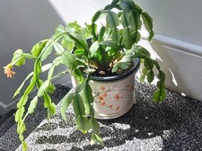 Christmas cactus plant for sale  BRIXHAM