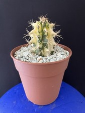 Cactus ferocactus hybride d'occasion Cactus ferocactus hybride d'occasion  Aire-sur-l'Adour