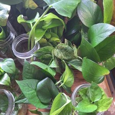Mystery houseplant cutting for sale  Wedgefield