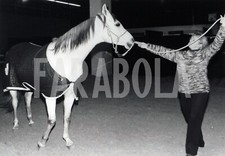 Vintage cavalli 1981 usato  Roma