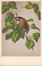 May Beetle on Branch, Animal, Inseto, Glitter década de 1910, usado comprar usado  Enviando para Brazil