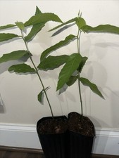 Two american chestnut for sale  Camden